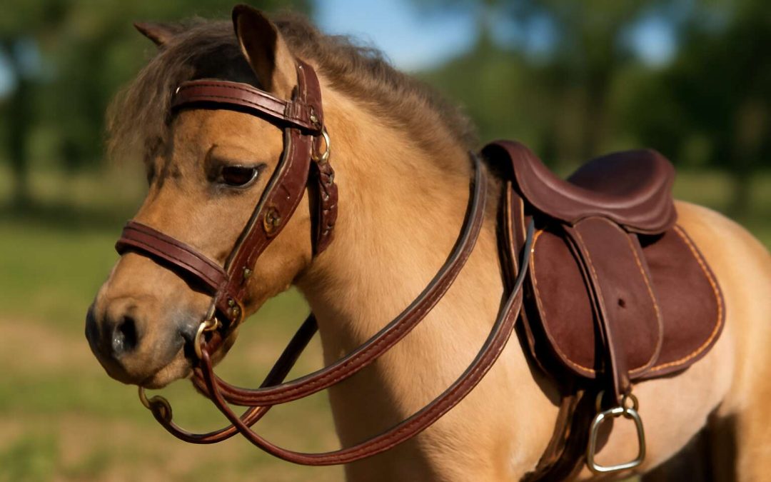 Top Picks for High-Quality Miniature Horse Tack in Canada: The Ultimate Guide to Miniature Horse Tack Canada