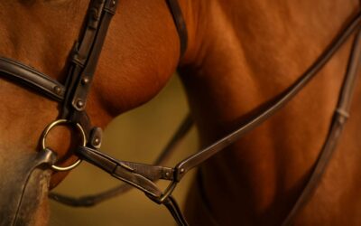 Master horse tack martingale for smoother rides and confident horsemanship.